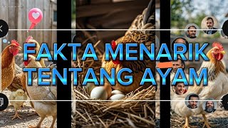 FAKTA MENARIK TENTANG AYAM [upl. by Forelli]