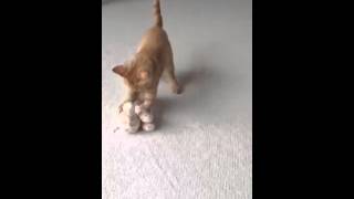 Cute kitten in new home [upl. by Farica]