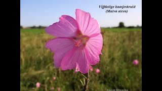 Natuurgebied Groesplaat Woudrichem  Sleeuwijk door Tine de Jong [upl. by Ffoeg356]