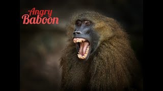 Angry Baboon ¦ Yorkshire Wildlife Park [upl. by Ariaek961]