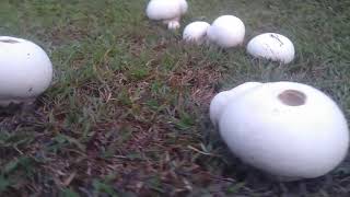 Puffball mushroom Region 1 Philippines pt2 [upl. by Rolf]