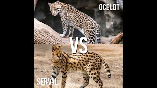 Hunters in Comparison Ocelot vs Serval [upl. by Johnathon]