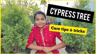 Cypress TreePlant  Lemon Tree  Cupressus  Care Tips  Tamil  Chennai Gaden amp Decor [upl. by Ahsiket126]