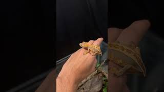 My crested gecko… youtubeshorts reptiles crestedgecko terrarium [upl. by Edecrem98]