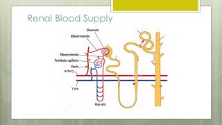 Nephron Structure  Renal Blood Supply  Peritubular Capillaries amp Vasa Recta  Class 11NEET [upl. by Anyal]