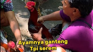 Pasar ayam g4wok full bagusan boskuhh [upl. by Landon]