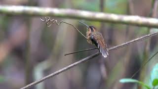 Stripethroated Hermit tail bobbing [upl. by Alvie]