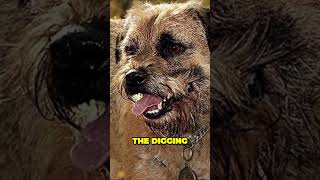 Border Terriers  Chewers Diggers and Amazing Companions [upl. by Kelvin]