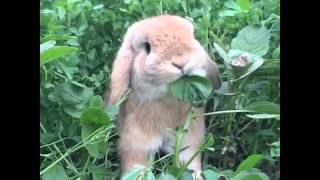 Miniature lop eared bunny  DD Summer  its lunch time [upl. by Stortz]