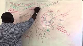 Xylem and Phloem Structure [upl. by Bigg]