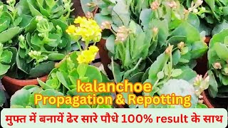 kalanchoe Propagation and Repotting with 100 success and get them on flowering in this season [upl. by Esila]