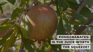 Pomegranates From Growing to Juicing  No Talking Relaxing Process  Ep 10 [upl. by Igiul406]