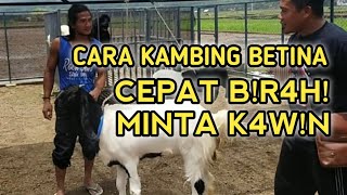 CARA KAMBING BETINA SUPAYA CEPAT BIRAHI DAN MINTA KAWIN  Ternak Kambing Kang Uut [upl. by Analaj]