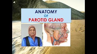 Anatomy of parotid salivary gland [upl. by Colson]