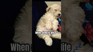 Sleep does the puppy good 😴🐶 sleeping puppy maltipoo sleepypuppy dog [upl. by Tamsky284]