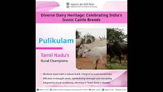 Meet Pulikulam cattle [upl. by Oiramel682]