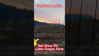 Dizzy ON BABAY GRAPES FARM [upl. by Norbie]