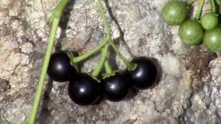 Edible Plants Black nightshade [upl. by Klute]