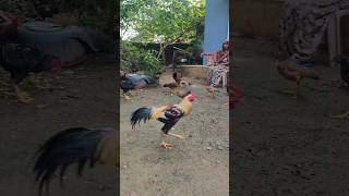 Ajao sab chicken khaane [upl. by Guthry]