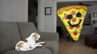 Dog vs Giant Pizza Slice Funny Dog Maymo [upl. by Sej913]