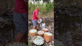 I Wonder Why He is Throwing The Eggs 🥚 🥚 🥚 Away shorts egg youtubeshorts [upl. by Neirod]