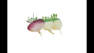 How to Save Turnip Seeds [upl. by Westfahl]