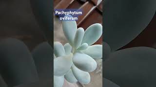 Sukulen Pachyphytum oviferum sukulensucculentsukulen Pachyphytumoviferumsucculentpachyphytum [upl. by Molohs]