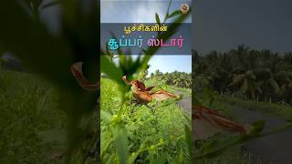 🐞 பார்க்த்தான் சிறியது ஆனால் இது ஒரு பாடி பில்டர் 🤩 MudPot Channel [upl. by Gem770]