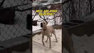 Why are dogs reactive Dog behavior amp psychology 101🐕 dog dogtraining reactivedog [upl. by Griz]