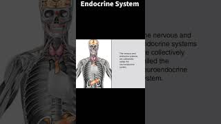 Endocrine System nursing medicine nursingexam [upl. by Ule]