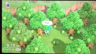 Animal Crossing New Horizons  ORCHARD PLANNING and FRUIT PICKING techniques [upl. by Raines]