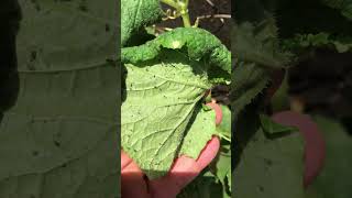 Plaga del pepino cómo tratarla con cipermetrina y salvar su cosecha cucumber [upl. by Hanny]