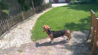 Louie de Franse basset vindt luchtalarm niet leuk [upl. by Ackley239]