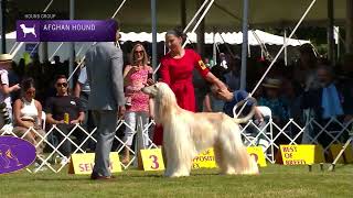 Afghan Hounds  Breed Judging 2022 [upl. by Ainehta]