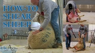 How to shear sheep  blow by blow [upl. by Siradal]