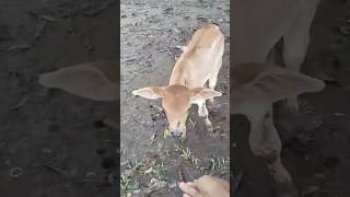 Bakang nati nga sipat calf cow shortvideo youtubeshorts animals [upl. by Letsyrhc]