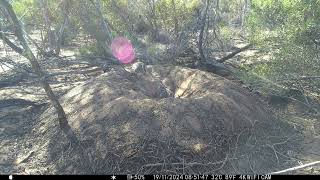 Malleefowl egg 12 for 2024 season Laid on 19 November 2024 [upl. by Ahtnicaj]