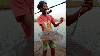 Beautiful Stingray Caught While BaitFishing Leopard Ray  Fishing In Goa stingray leopardray goa [upl. by Hcone395]