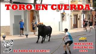 MACASTRE V 2024  UHD 4K TOROS EN CUERDA SE ESCAPA GANADERIA JULIO CERVERA [upl. by Nanon]