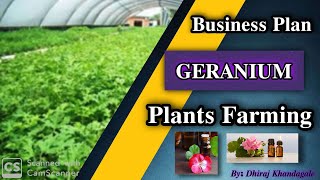 Geranium plants farming  Aromatic Plants  Business plan [upl. by Sidnak]