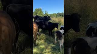 Moving Heifers to Pasture [upl. by Deacon]