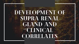 Embryology of Adrenal gland  development of urogenital system [upl. by Nnaycart]