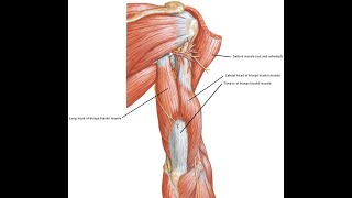 Two Minutes of Anatomy Triceps Brachii [upl. by Aicilyhp]