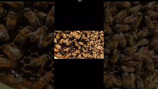 Waggle dance honeybeecommunicationpheromone [upl. by Akiem527]