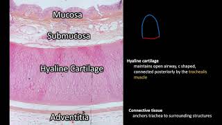 Histology  Trachea [upl. by Toh825]