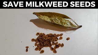 How to save milkweed seeds the easy way No Muss No Fuss [upl. by Webber976]