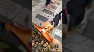 കിട്ടി മക്കളെ കിട്ടി 😝😝😝😝Pappi favorite toymorning walk doglover pet parents [upl. by Yerroc]