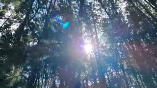 Vagamon Pine Forest [upl. by Ynnub]