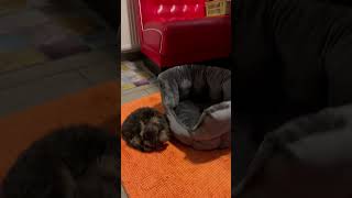 Maltipoo funny pets dog puppy shortsfeed youtubeshorts share [upl. by Ohcamac490]