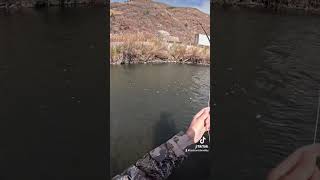 Fly fishing lower Provo for whitefish in Utah fishing flyfishingonly troutreel troutlure [upl. by Nadabas147]